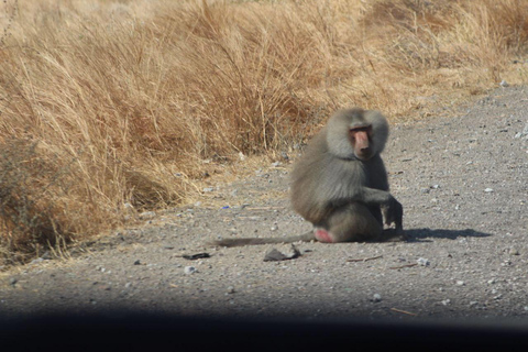 Addis Ababa: 2-Day Awash National Park Tour & Hot Springs