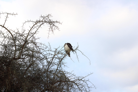 1-Day Trip to Ngorongoro Crater