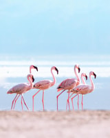 2-Day Lake Nakuru National Park Trip - Housity
