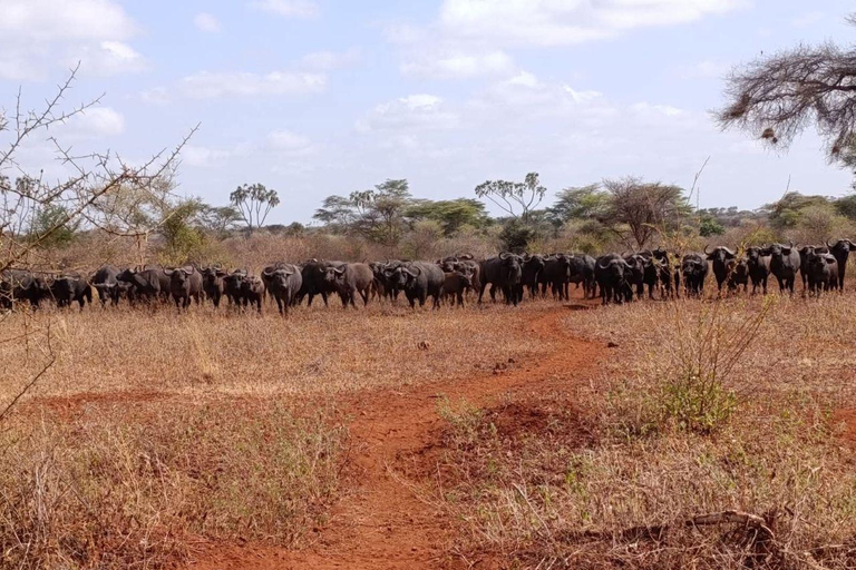 Nairobi: 4 Days epic trip to Amboseli, Tsavo West & East