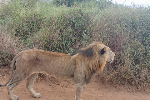 Halve dagtour door het Nairobi National ParkHalve dagtour naar het Nairobi National Park
