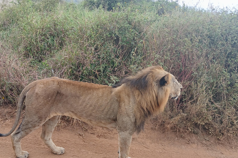 Halve dagtour door het Nairobi National ParkHalve dagtour naar het Nairobi National Park
