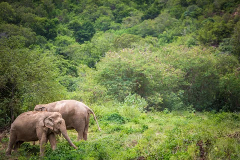Koh Samui: Tour etico del santuario degli elefanti con pranzo a buffet