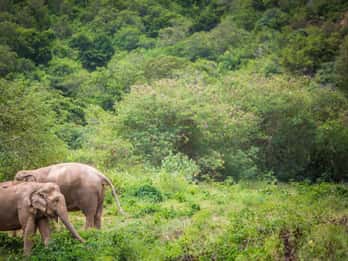 Koh Samui: Ethical Elephant Sanctuary Tour with Buffet Lunch