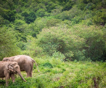 Koh Samui: Ethical Elephant Sanctuary Tour with Buffet Lunch