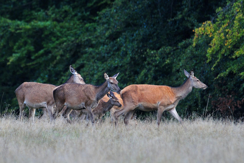 Copenhagen: Deer Park and Hermitage Palace Guided Walk