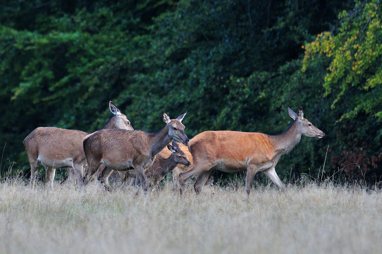 Copenhagen: Deer Park and Hermitage Palace Guided Walk