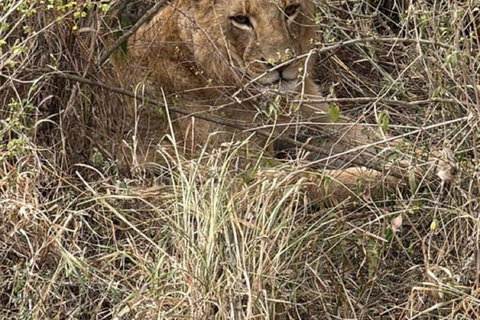 Parco nazionale di Nairobi, orfanotrofio degli elefanti e centro delle giraffeParco Nazionale di Nairobi, DSWT e Centro delle Giraffe senza ingresso
