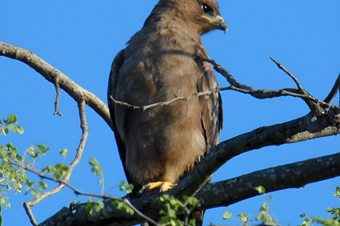 10 day Kruger and beyond photographic tour