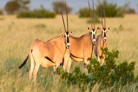 2 Days / 1 Night Awash National Park Wildlife Safari