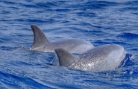 From Morro Jable, Dolphin and Whale Watching by Speedboat - Housity