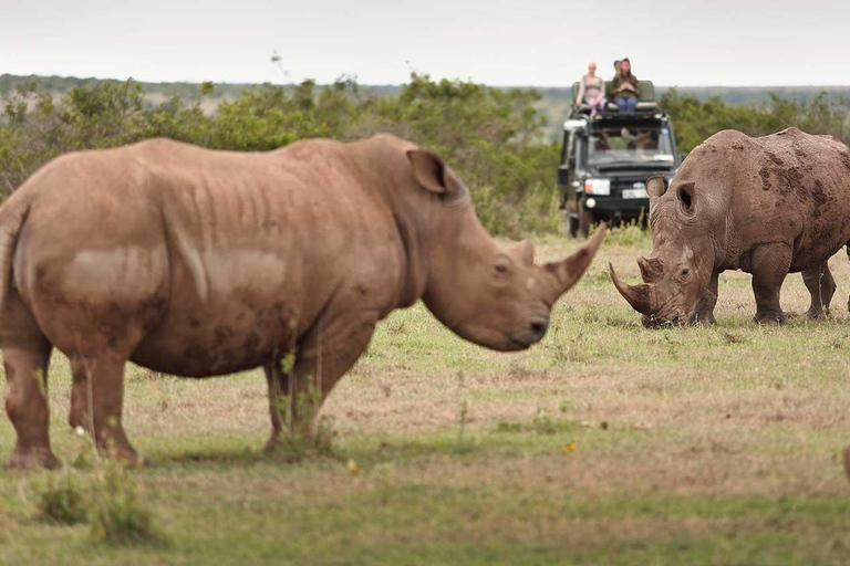 8 jours Nakuru, Masai Mara, Serengeti, Ngorongoro &amp; L Manyara