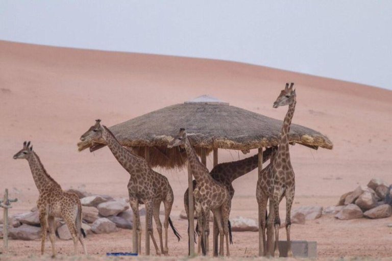 利雅得：诺法野生动物园私人Safari之旅利雅得：诺法野生动物园私人游猎之旅