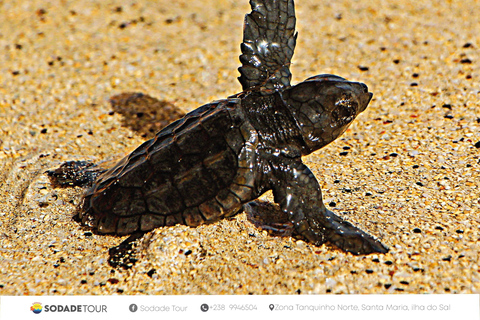 Santa Maria: Sal Island Sea Turtle Watching Experience