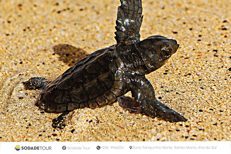 Santa Maria: Sal Island Sea Turtle Watching Experience