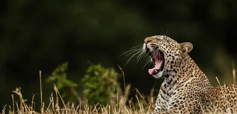 TOUR SAFARI A YALA dal PORTO DI HAMBANTOTA (escursione a terra)