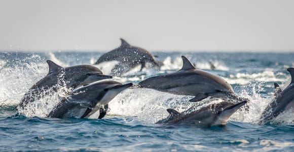 Muscat: Dolphin Watching or Sunset Cruise