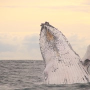 Whale Watching Safari Byron Bay