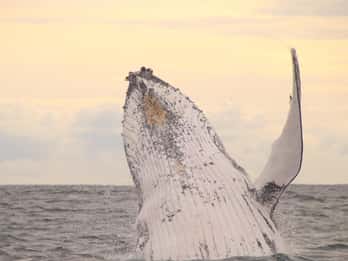 Whale Watching Safari Byron Bay