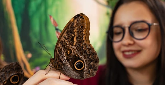Krakow: Museum of Living Butterflies Entry Ticket