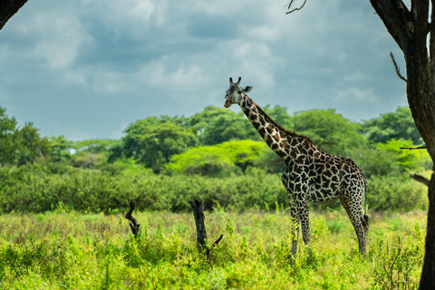 From Zanzibar: Overnight Selous G.R. Safari with Flights shared safari