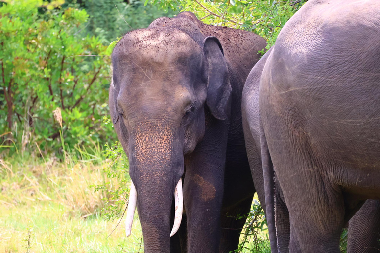 Sigiriya: Minneriya National Park Shared Safari with Pickup