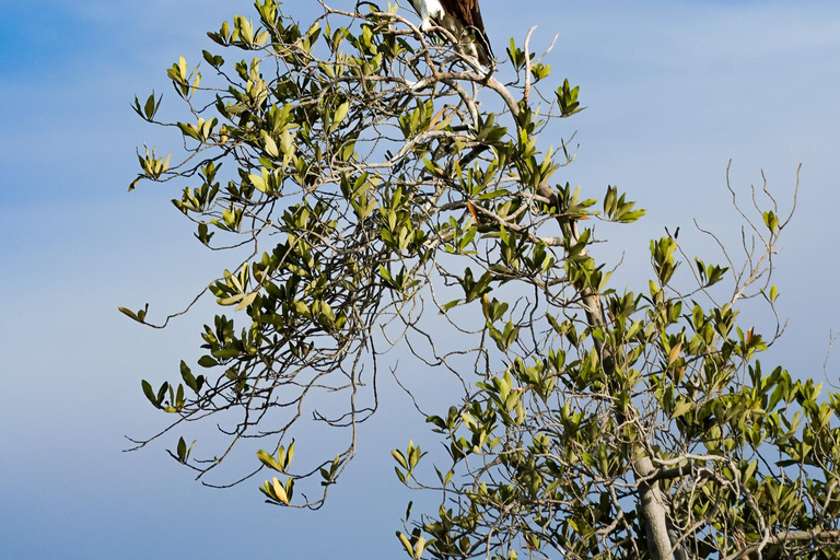 Sea Kayak Tour - Mangrove Safari
