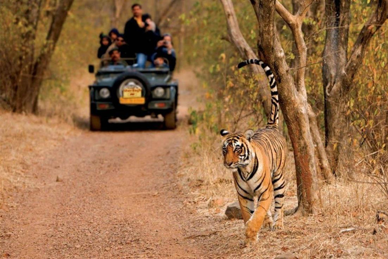 Ranthambore National Park 3-daagse met safariritten