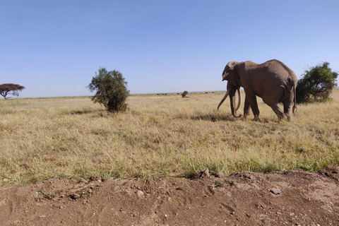 Nairobi : Excursion d&#039;une journée dans le parc national d&#039;Amboseli avec déjeuner