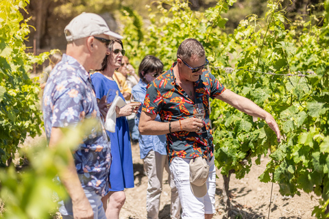 NUBIAN WINE TOUR: Wine Tour and Tasting in Narbonne Nubian Wine Tour: Wine Tasting and Tour in Narbonne