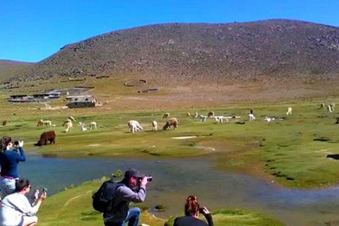 Prix de l&#039;offre : Canyon de Colca - Une journée à Arequipa avec petit-déjeuner