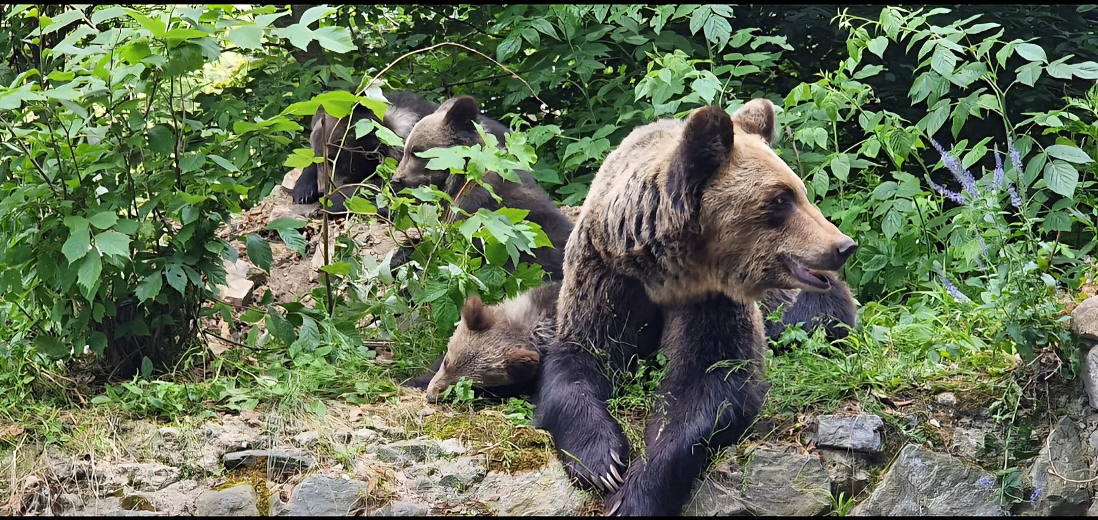 Ab Bukarest: Bärenreservat & Schloss Bran, Hotelabholung