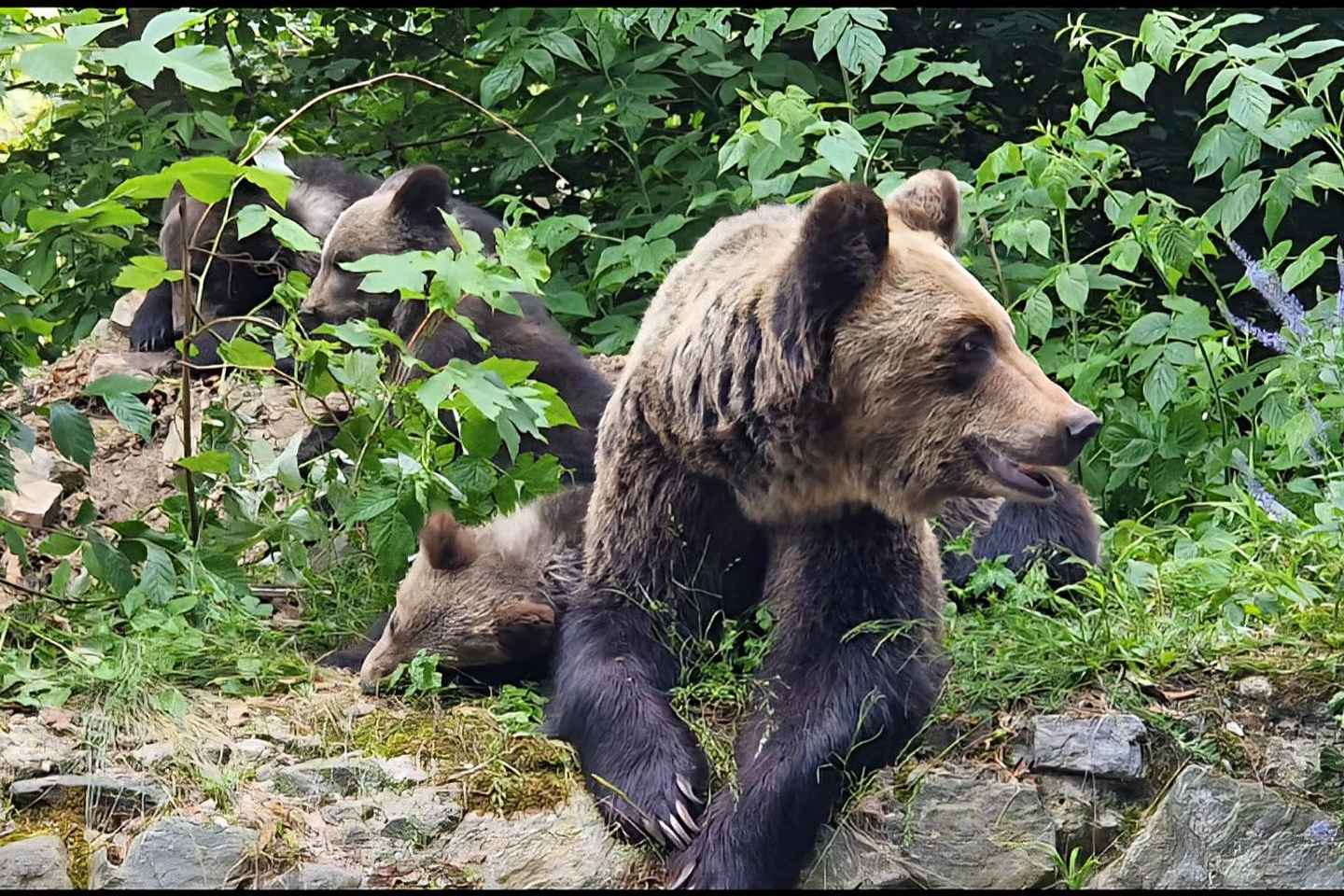 클루지나포카에서 부쿠레슈티 시내 또는 부쿠레슈티 공항까지 이동 방법