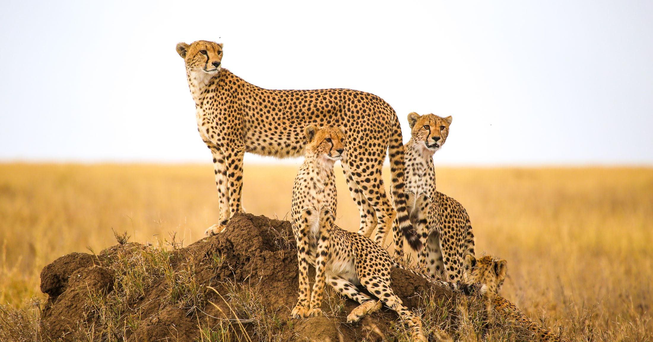 Windhoek: 3-tägige geführte Safari in Etosha mit Lodge