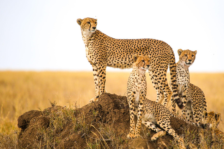 Windhoek: 3-Day Guided Safari in Etosha with Lodge