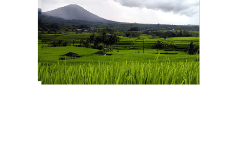 North Bali: Walking on the expanse of jati luwih rice fields