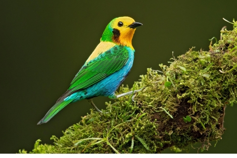 Birding Colombia: 8 Days of Birds Wonders in Valle del Cauca Cali Birdwatching: 8 Days of Avian Wonders in Cauca Valley