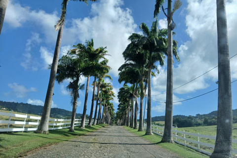 Beach tour and visit to a rum distillery in Le Marin