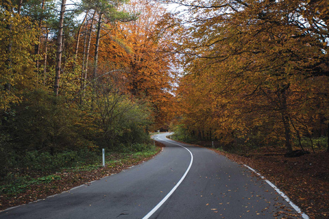 Tbilisi: Mtskheta and Sabaduri Forest Private Day Trip