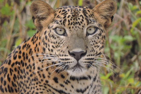 Yala/Mirissa: All Inclusive Full-Day Safari at Yala Park Mirissa/Weligama: All Inclusive Full-Day Safari at Yala Park