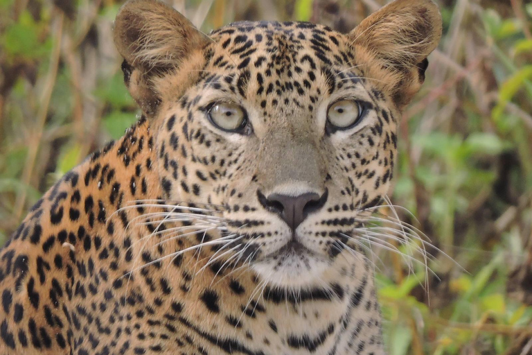 Yala/Mirissa: All Inclusive Full-Day Safari at Yala Park Mirissa/Weligama: All Inclusive Full-Day Safari at Yala Park