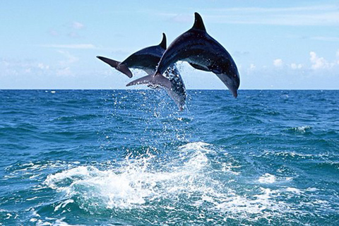 Side: Dolphin Island Boat Tour With Lunch And Soft Drinks Side:Dolphin Island Boat Tour With Lunch