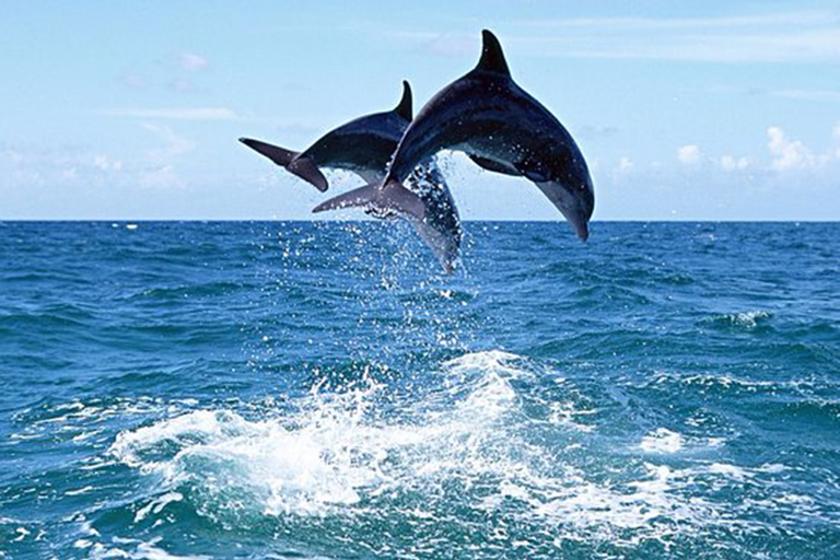 Side: Dolphin Island Boat Tour With Lunch And Soft Drinks Side:Dolphin Island Boat Tour With Lunch