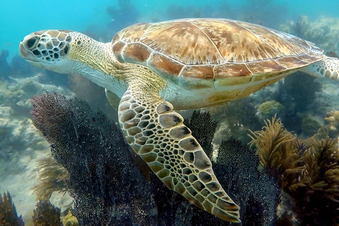 Snorkeling guidato + navigazione mattutina