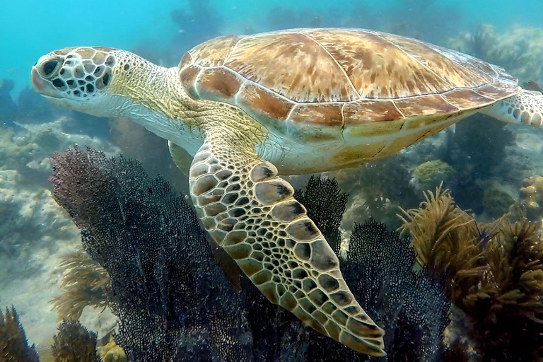 Guided Snorkel + Morning Sail