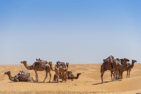 Au départ d'Agadir : Promenade à dos de chameau et randonnée des flamants roses