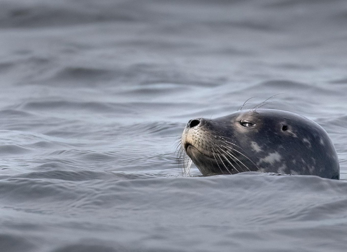 Lunenburg: Zodiac-tur med dyreliv og naturguide