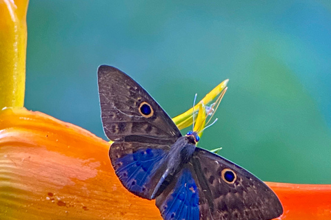 Parc Manuel Antonio : Visite guidée à pied avec un naturalisteVisite privée