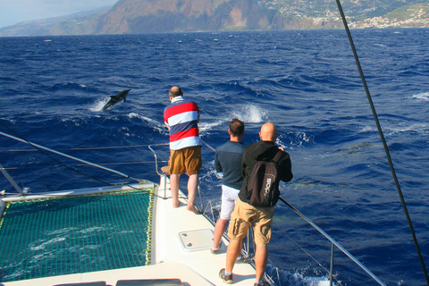 Funchal: Delfin- und Walbeobachtung mit dem LuxuskatamaranDelfin- und Walbeobachtung mit dem Luxus-Katamaran