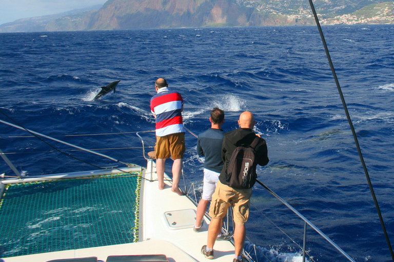 Funchal: Dolfijnen en walvissen kijken per luxe catamaranDolfijn- en walvissafari Luxe Catamaran